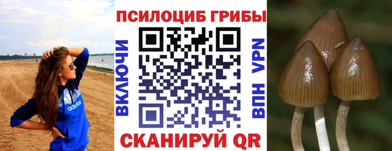Галлюциногенные грибы Psilocybine cubensis  Тетюши 